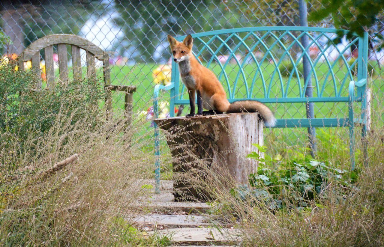 Fox lookout